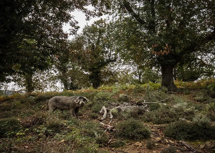 住宿加早餐酒店 De Charme A 3*